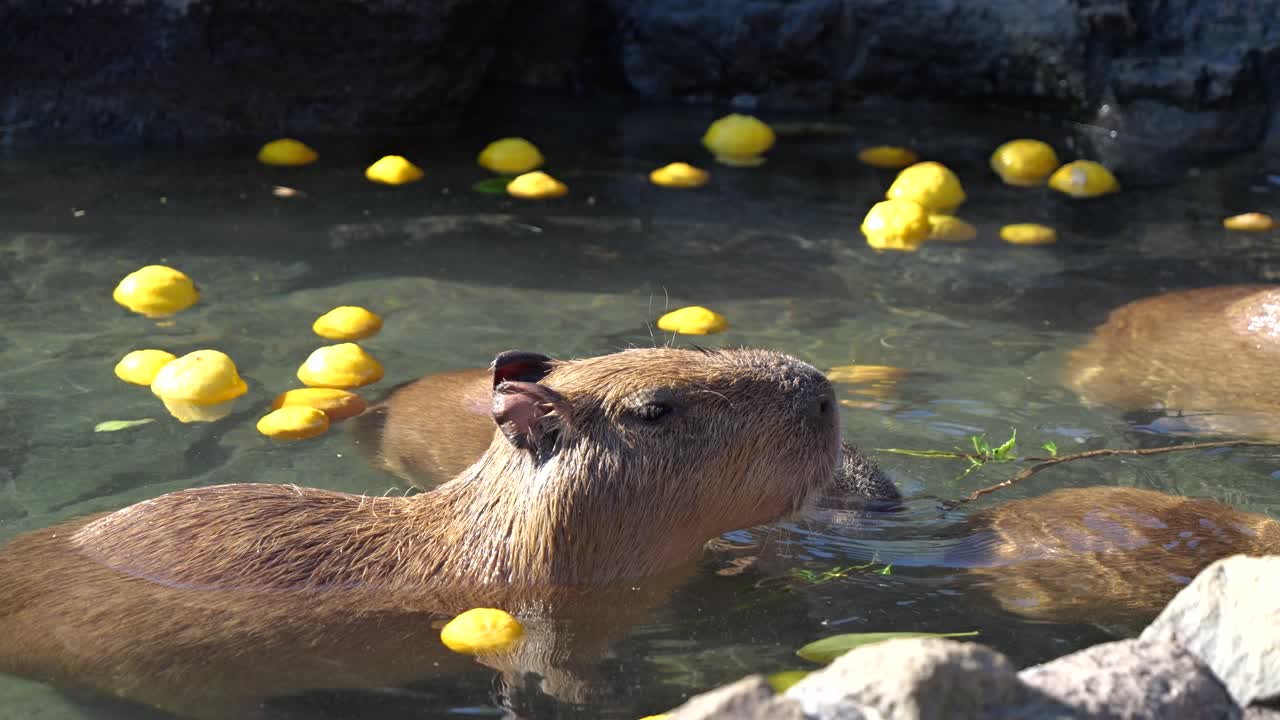 귀여운 카피바라 동물들이 물 욕조 안의 나무 막대기를 고 있습니다.