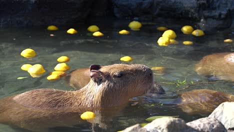 cute capybara animals munching on wooden sticks inside water bath