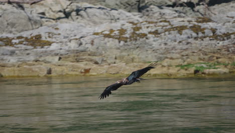 eagle catching fish in the ocean in canada