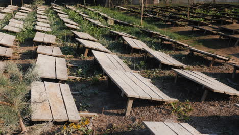 Los-Caracoles-Se-Cultivan-En-Tablas-Que-Los-Protegen-Del-Sol.