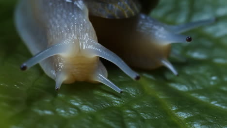 close-up of a snail on a green leaf