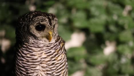 owl rotates head against leafy backdrop