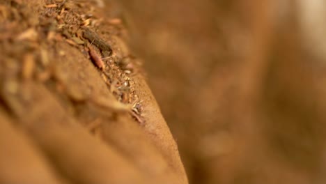 macro shot of madder powder, colouring dye for organic textiles in pakistan and india