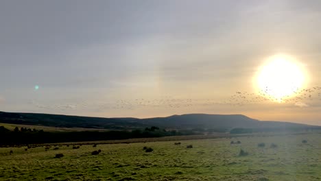 Eine-Große-Herde-Von-Gänsen,-Die-Während-Des-Sonnenuntergangs-Wandern