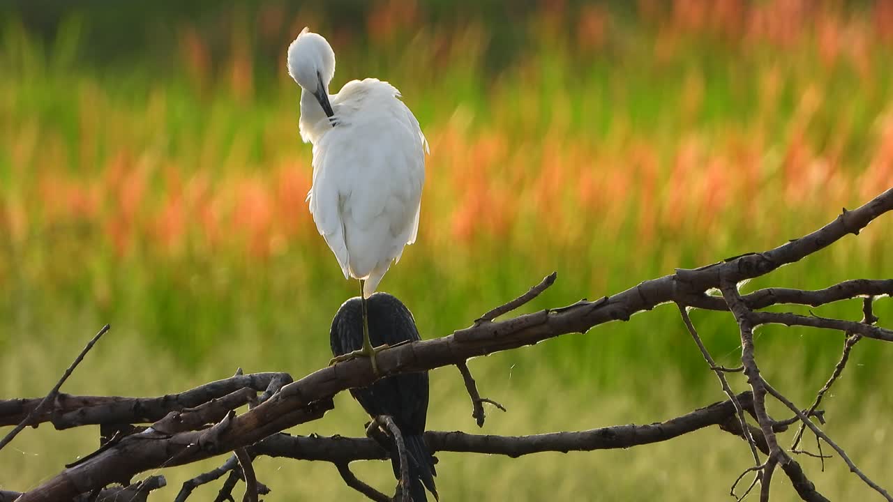 garceta relajándose en el estanque uhd mp4 4k
