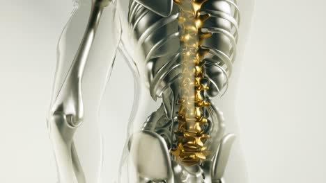 human spine skeleton bones model with organs