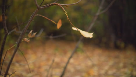 autumn leaf hanging from tree branch swaying gently in wind with blurry background featuring dry foliage on the ground and trees with fading autumn colors, showcasing peaceful nature scene