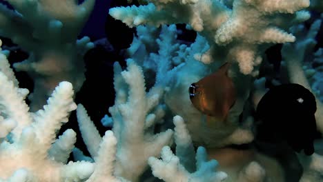 Close-up of tiny reef fish swimming among vibrant corals in Mauritius waters, capturing the intricate details of marine life and fragile underwater ecosystems.