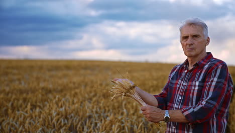 caucasian male farmer picked the spikelets of wheat in the field. man gathered some grains into hand and checking their ripeness.