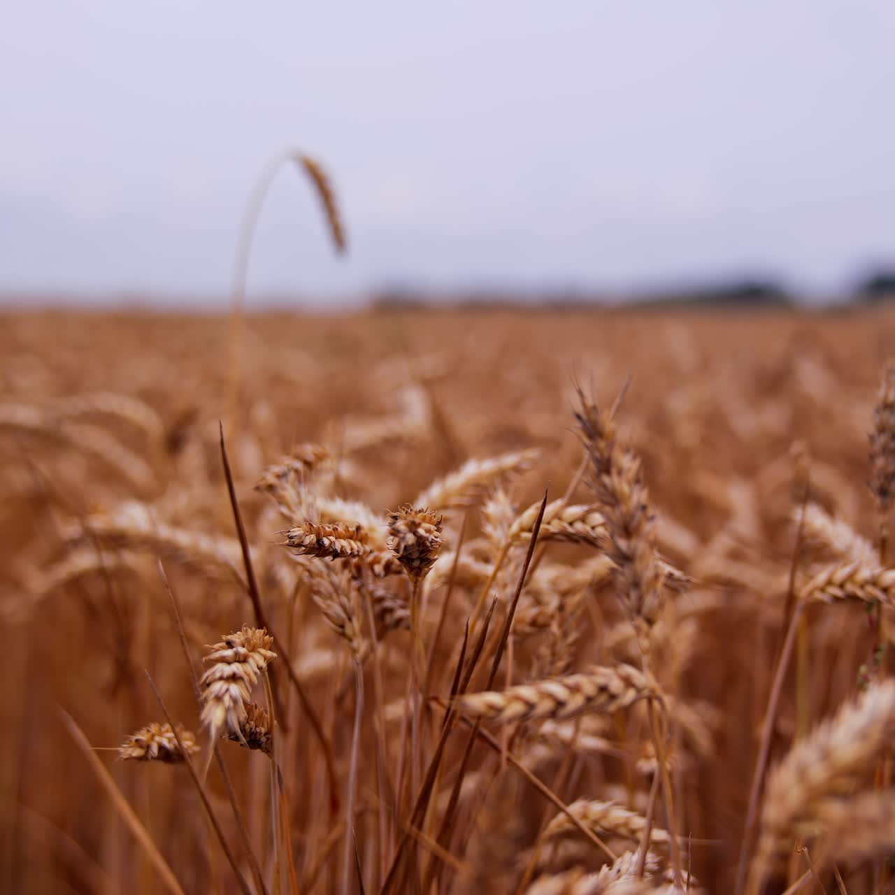 Dry grain spikelets on blurred field background. Ripe wheat ears swaying in wind. Field of agriculture crop at harvesting time. Close-up