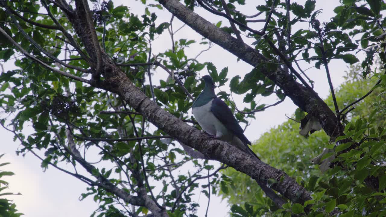 un kereru sentado en lo alto de una rama de un árbol