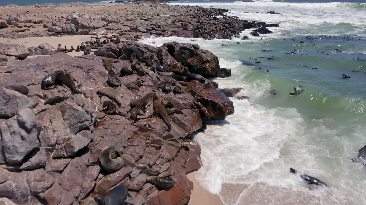 Massive Cape fur seal colony basking and swimming on rocky bay in Cape Cross Seal Reserve, Skeleton Coast, Namibia, Drone shot