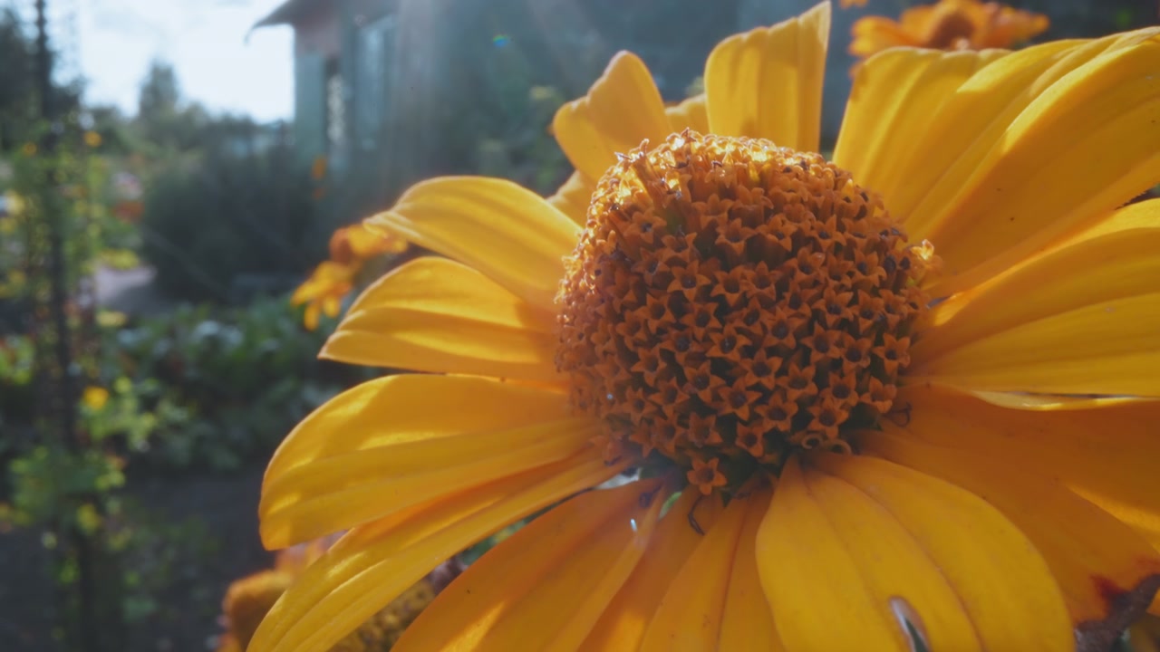 Fiore di margherita giallo vivace che sboccia alla luce del sole con bagliore dell'obiettivo