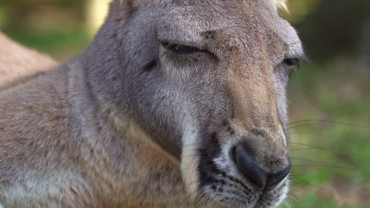 A sleepy kangaroo lounges on the ground, resting and relaxing in the shade, Australian wildlife species, extreme close up portrait shot