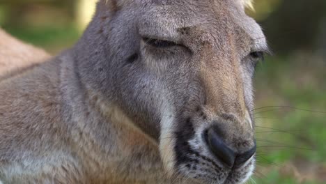 un canguro adormecido descansa en el suelo, descansando y relajándose en la sombra, especies de vida silvestre australiana, fotografía de retrato de primer plano extrema