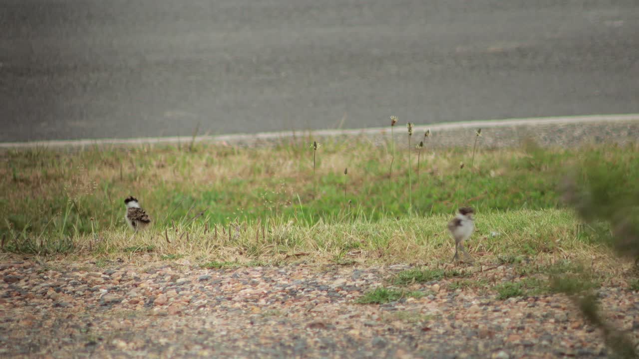 두 마리의 새끼  ⁇ 을 드러내는 도로  ⁇ 에 서 있는 가면을 입은 lapwing plover
