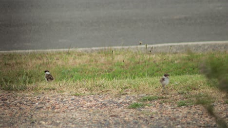 Masked-Lapwing-Plover-Standing-Next-To-Road-Revealing-Two-Baby-Chicks