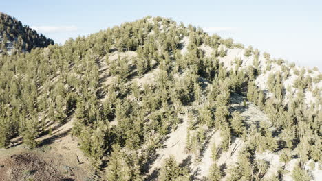 A stunning aerial drone pan shot of a hill covered with trees in the Ancient Bristlecone Pine Forest, set against a clear blue sky.