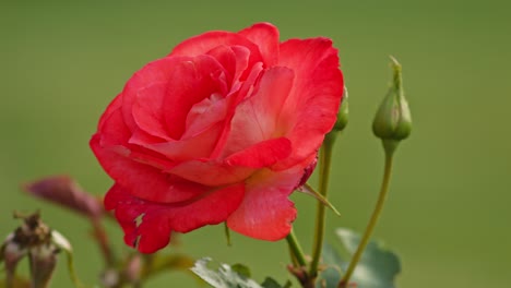 beautiful aachener dom rose - close up