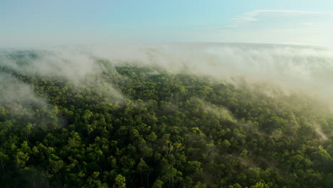 misty rainforest aerial view