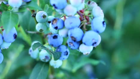 sweet blue berries in the garden stock footage