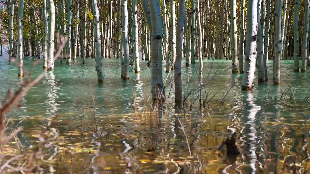 Peilikirkas näkymä koivikosta kirkkaansinisessä vuoristojärvessä