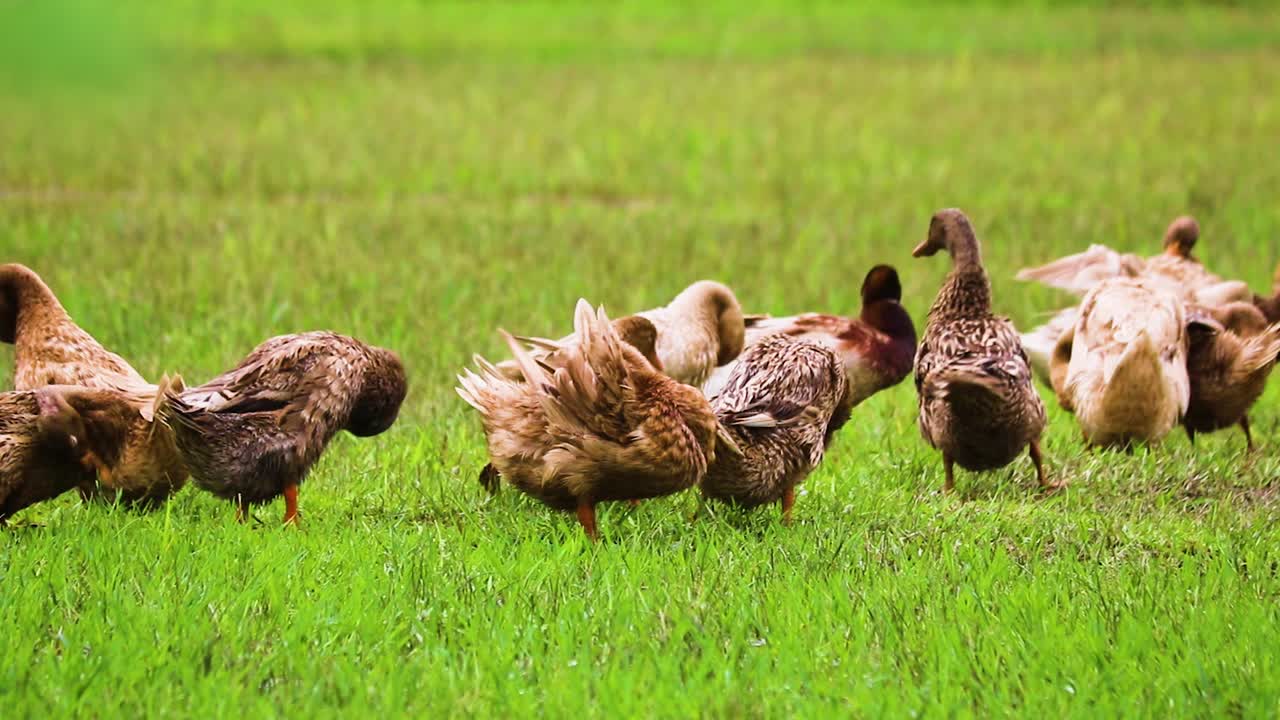 bandada de patos nativos de bangladesh limpiando plumas en un campo de arroz de pastizales agrícolas
