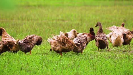 Herde-Einheimischer-Bangladesch-Enten,-Die-Federn-Auf-Landwirtschaftlichem-Grasland-Reisfeld-Reinigen