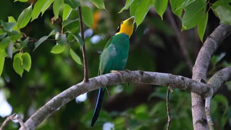 Encaramado-En-La-Rama-Mientras-Canta-Y-Mira-A-Su-Alrededor,-Pico-Ancho-De-Cola-Larga-Psarisomus-Dalhousiae,-Tailandia