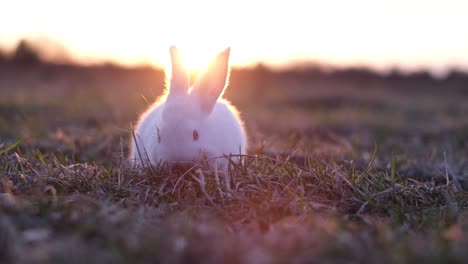 cute white rabbit in a grassy field at sunset