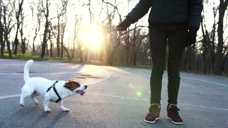 young woman playing with cute jack russel terrier in park with ball, slow motion