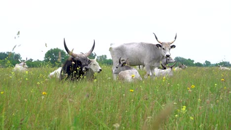 Large-Hungarian-Grey-cow-gets-to-its-feet,-stands-among-small-herd,-low-angle-view