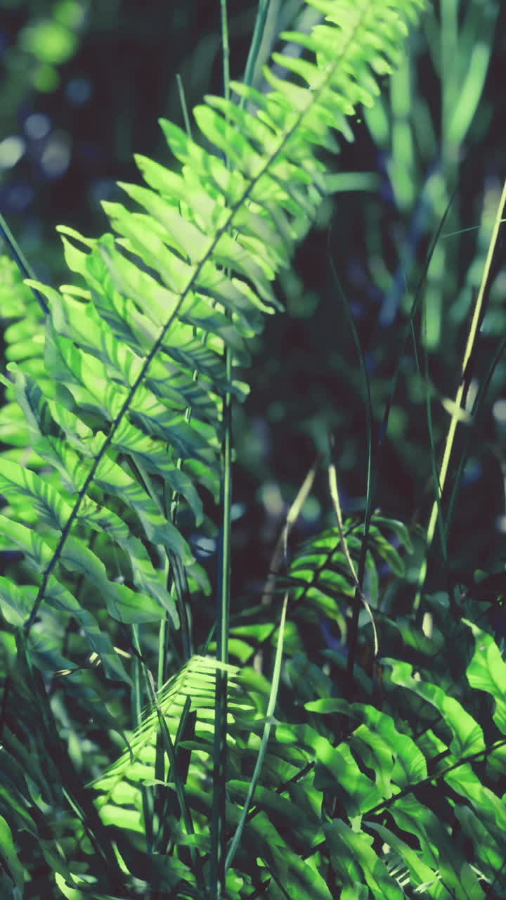 Lush greenery fills the forest floor with vibrant ferns swaying in the breeze