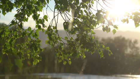 fluttering leaves in slow motion