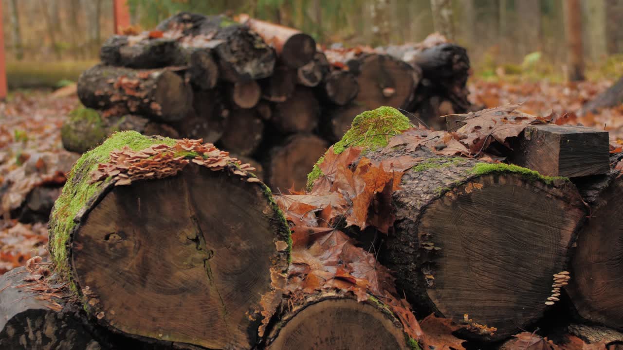 湿った薪を山積み