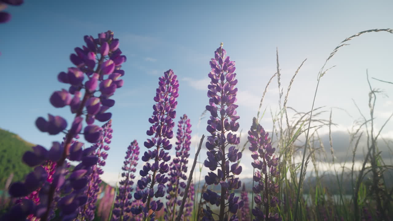 일출 동안 뉴질랜드에서 보라색 꽃잎으로 꽃이 만발한 루핀 꽃, 가까이