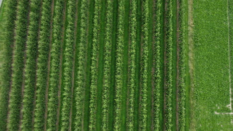 vista aérea de huertos de frutas y un campo