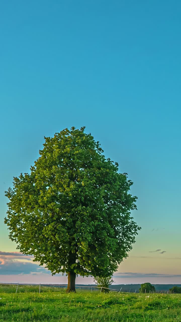 Timelapse shot of an idle tree during daytime in a field