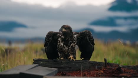 baby spotted bald eagle taking off from wooden perch flapping wings in slow motion