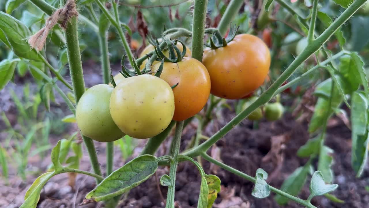 closeup shot of a bunch of green and red tomatos growing in the plant