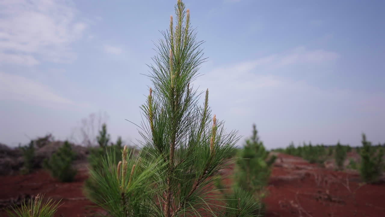 Close view of a planted pine for forestry.