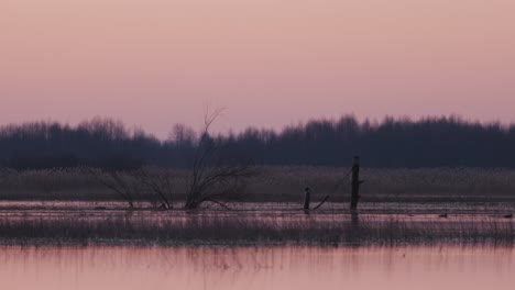 Bird-flying-away-while-ducks-swimming-in-a-river-during-a-colorful-sunrise