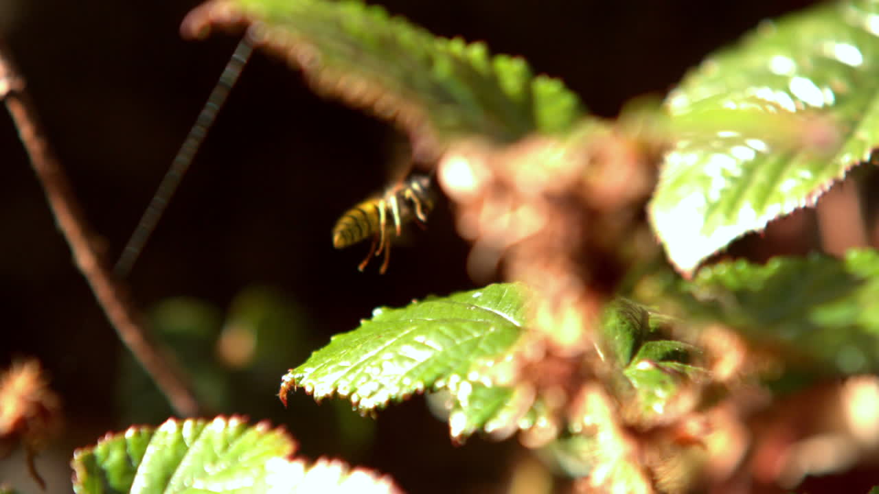 avispa volando desde una hoja