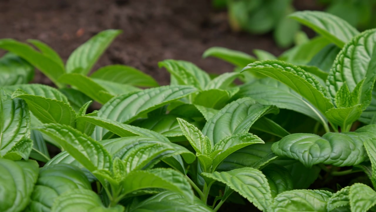 Primo piano di foglie di menta fresca che crescono in terreno ricco, fogliame verde vibrante che luccica di rugiada, dalla consistenza croccante