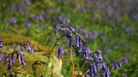 Zeitraffer-Englischer-Glockenblumen,-Die-Sich-An-Einem-Frühlingstag-Sanft-Im-Wald-Bewegen