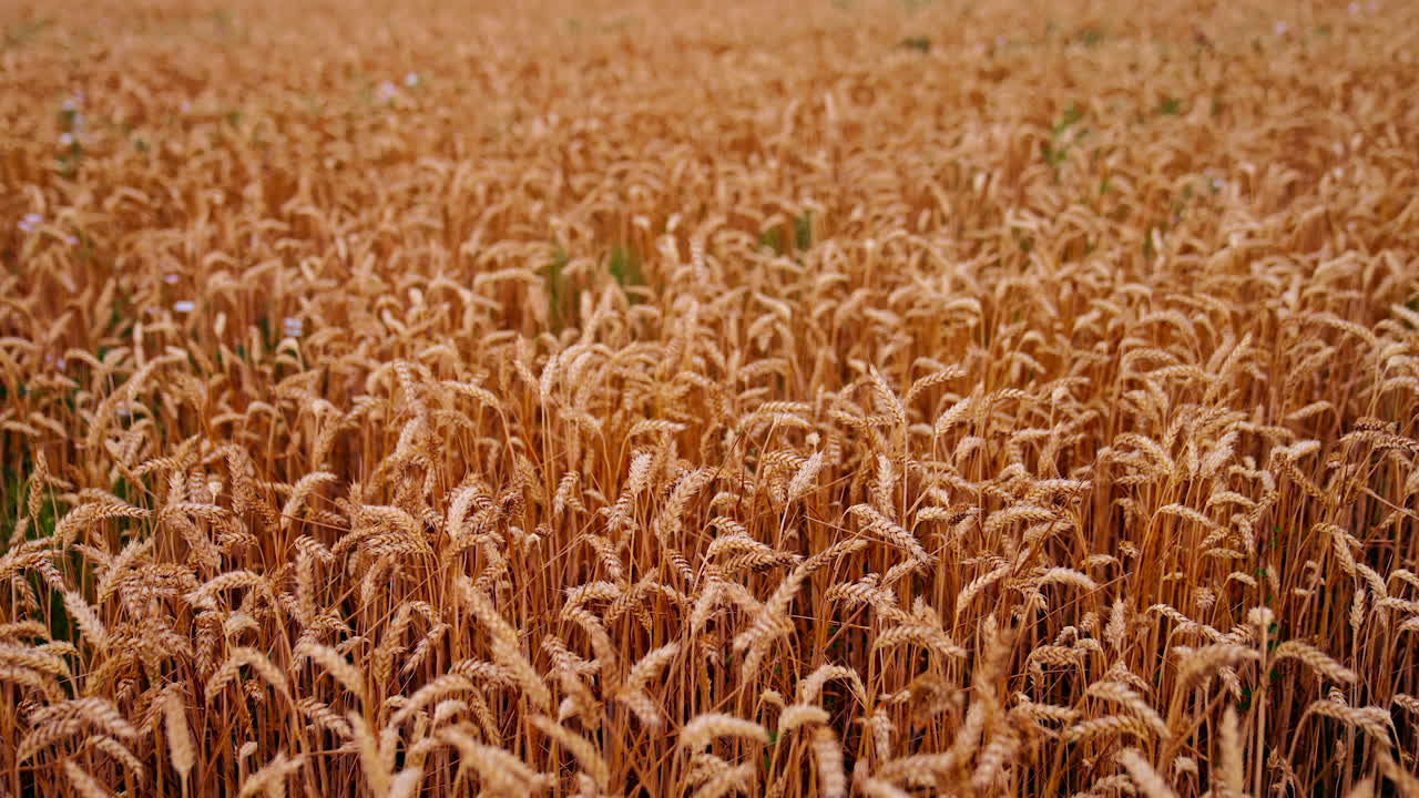 Wheat field background in harvesting season. Dry ears of wheat ready for harvest. Agriculture landscape. Ripe crop. Rural scene.