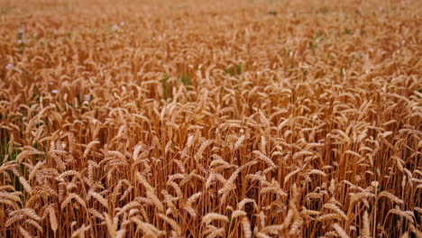 wheat field background in harvesting season. dry ears of wheat ready for harvest. agriculture landscape. ripe crop. rural scene.