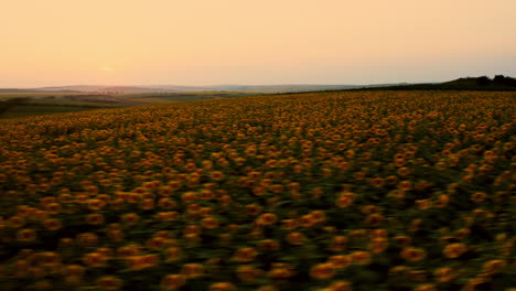 Drohne-Fliegt-Während-Des-Sonnenuntergangs-über-Dem-Sonnenblumenfeld,-Lebendige,-Farbenfrohe,-Malerische-Luftlandschaft,-Die-Aufnahme-Macht