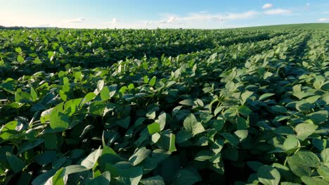 Soybean-plantation,-plant-details-in-the-foreground