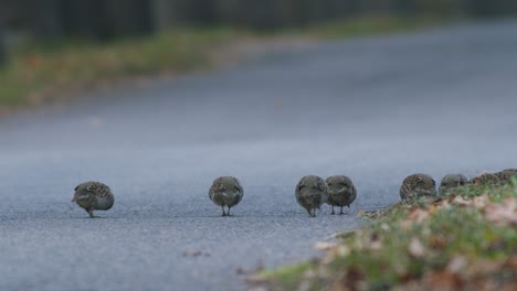 Common-quail-feeding-on-highway-in-autumn-evening-dusk